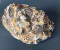 Rare Cave Coral Stone – Grounding Crystal, Intuition Healer