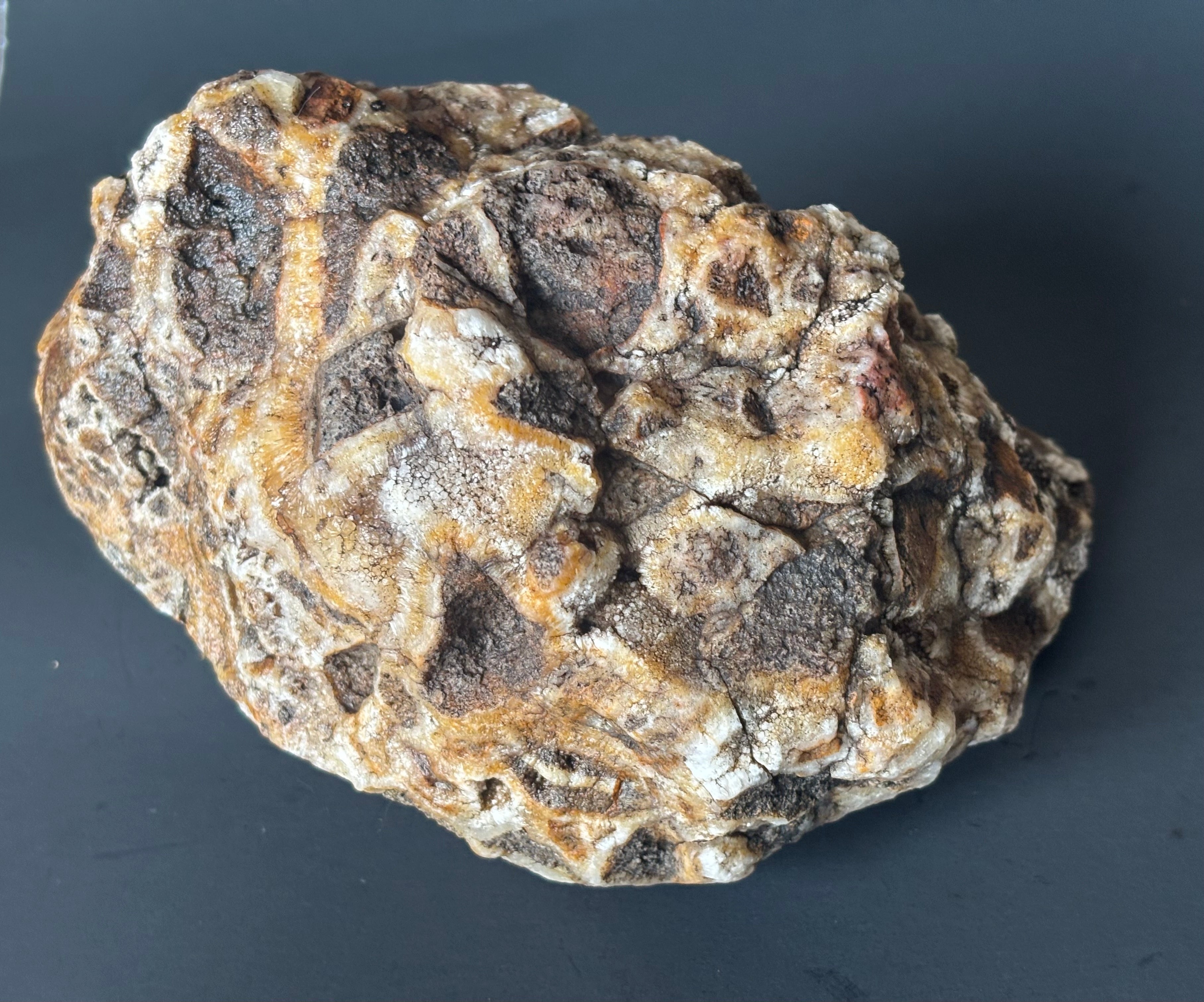 Rare Cave Coral Stone – Grounding Crystal, Intuition Healer