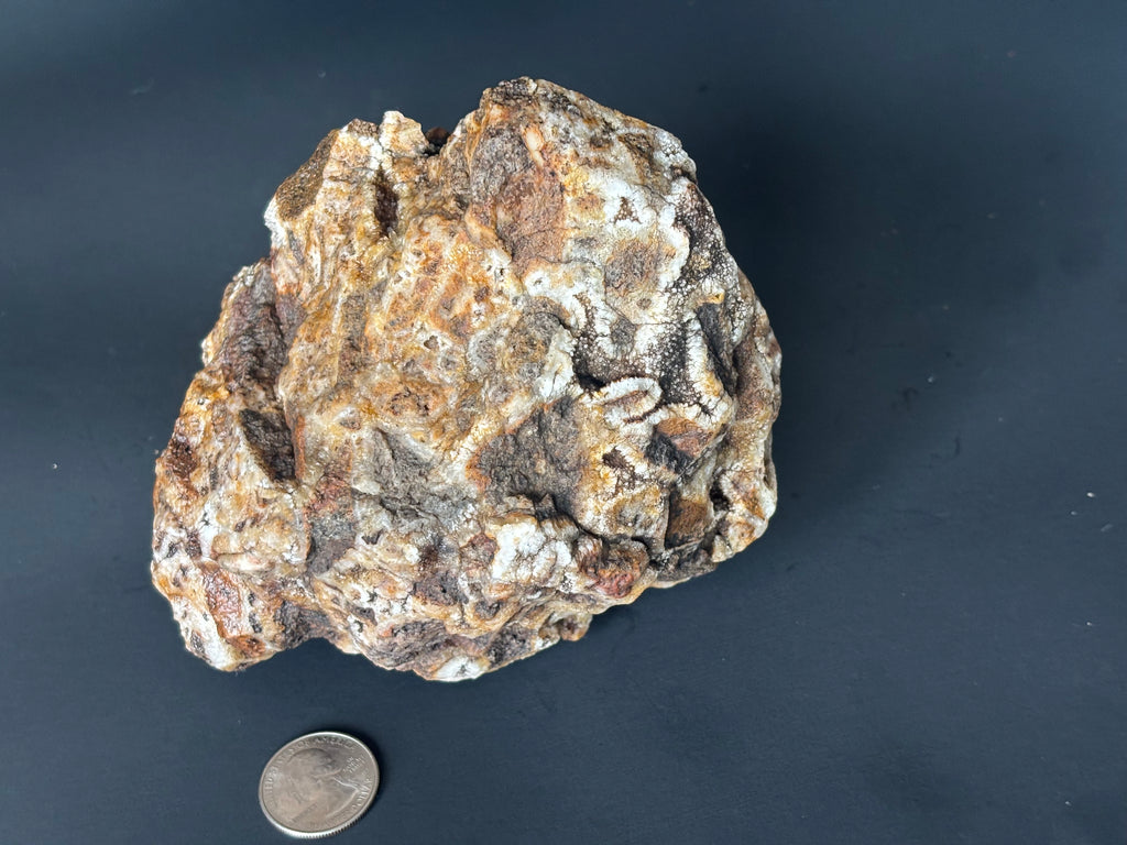 Rare Cave Coral Stone – Grounding Crystal, Intuition Healer