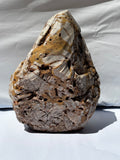 Shaped Limestone Shielding a Marine Life Bone